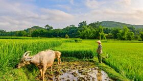 Muang Xay Rice-fields and Buffalos, Laos